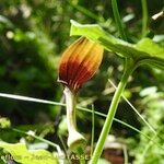 Aristolochia pallida 花