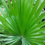 Livistona chinensis Folha