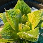 Haworthia cymbiformis Yaprak