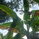 Heliconia latispatha Hoja