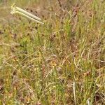 Silene bupleuroides Habitus