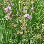 Mentha pulegium Habit