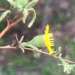 Pulicaria arabica Fula