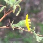 Pulicaria arabica Flower