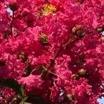 Lagerstroemia indicaFlower