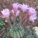 Echinopsis oxygona Flor