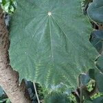 Pterospermum acerifolium Blatt