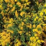 Genista monspessulana പുഷ്പം