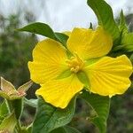 Ludwigia peruviana Flower