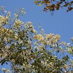 Combretum collinum Habit