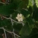 Araujia sericifera Blomst