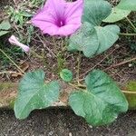 Ipomoea asarifolia عادت