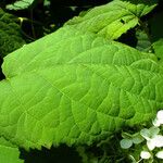 Hydrangea arborescens Folha