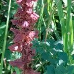 Orobanche rapum-genistae Vrucht