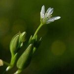 Stellaria crassifolia Цвят