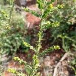 Acacia paradoxa Leaf