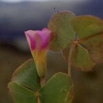 Oxalis obliquifolia