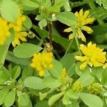 Trifolium dubium Fiore