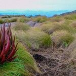 Aloe cameronii Hoja