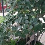 Ficus padana Liść