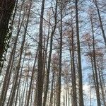 Larix kaempferi Habitat