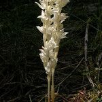 Cephalanthera austiniae Flower