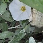 Convolvulus cneorum Flor