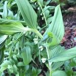 Polygonatum multiflorum Цвят