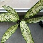 Dieffenbachia seguine List