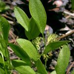 Ranunculus alismifolius Лист