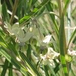 Gomphocarpus fruticosus Fleur
