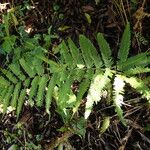 Pteris preussii