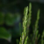 Erica arborescens Leaf