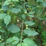 Euonymus latifolius ഇല