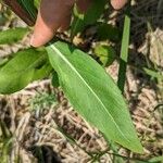 Solidago speciosa 葉