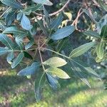Lithraea molleoides Hoja