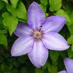 Clematis patens Blüte