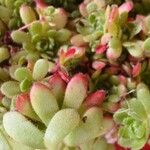 Sedum sedoides (Jacquem. ex Decne.) PauList