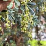 Polylepis racemosa Flower