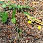 Crepis micrantha Květ