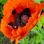 Papaver orientale Flor