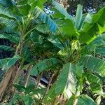 Musa basjoo ശീലം