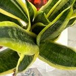 Sansevieria trifasciata পাতা