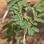 Acacia tortilisLeaf