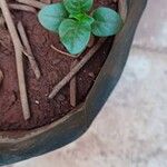 Barleria repens Hoja