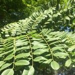 Cordyla africana Leaf