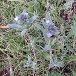 Linaria micrantha Цветок