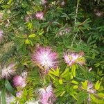 Calliandra brevipes Flor