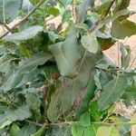 Faurea rochetiana Leaf