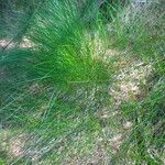 Festuca heterophylla Hoja